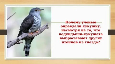 Почему кукушка просит прилетевшего