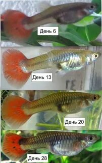 Рыбка беременна что делать
