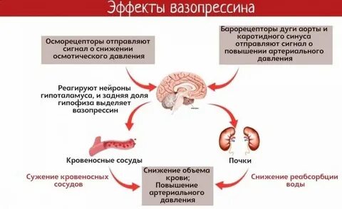 Гормон мочеиспускания