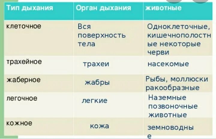 Способы дыхания у разных животных. Таблица органы дыхания животных 7 класс биология. дыхание животных 6 класс биология таблица. органы дыхания таблица 6 класс биология. типы дыхания животных 6 класс таблица.