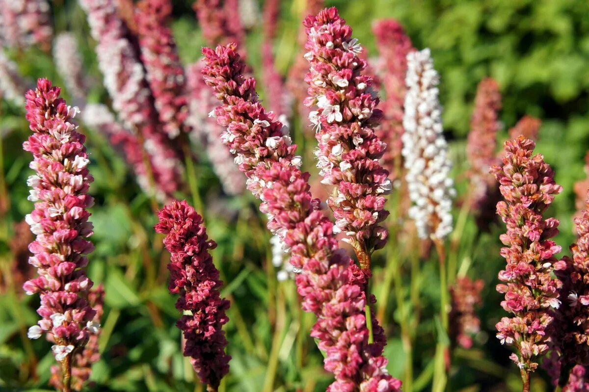 Горец bistorta superba. Горец родственный (polygonum affine `daijeerling red`). Горец стеблеобъемлющий альба. Цветок горец восточный. Горец стеблеобъемлющий (persicaria amplexicaulis).