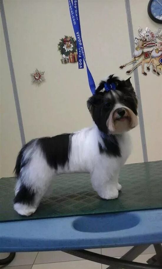 стрижка бивер йорка мальчика. стрижка бивер йорка. бивер йорк каскад. стрижка бивера мальчика. бивер йорк.