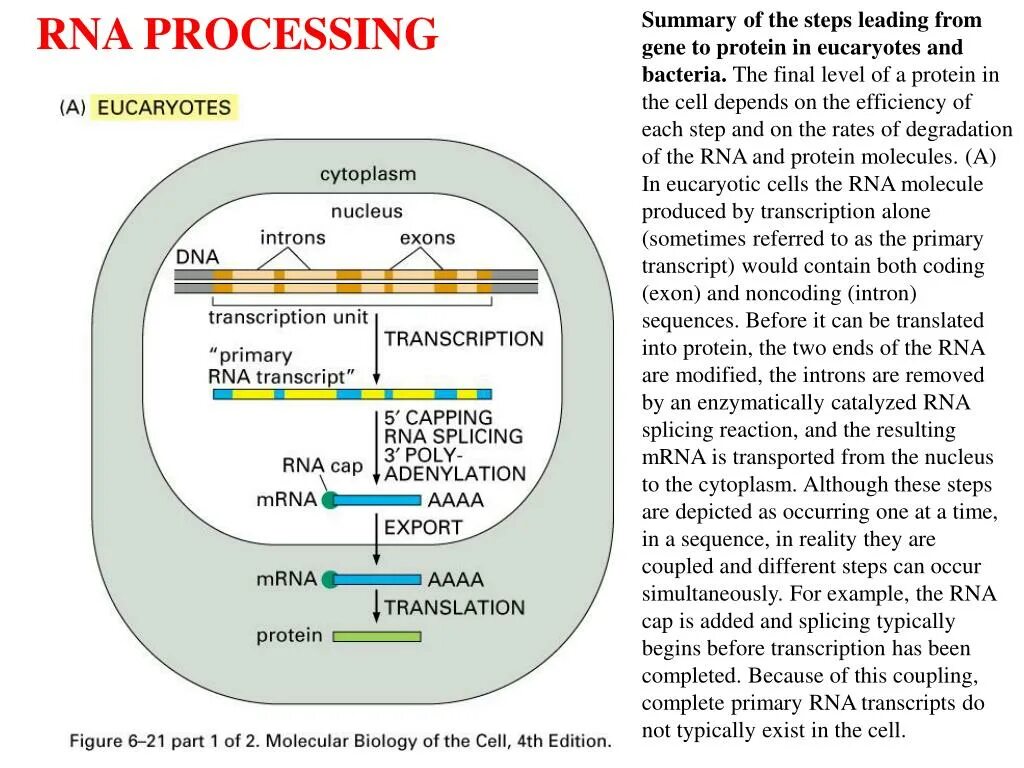 Процессинг и сплайсинг. Сплайсинг РНК. RNA Transcription processing.