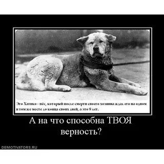Собака ждала хозяина 10 лет