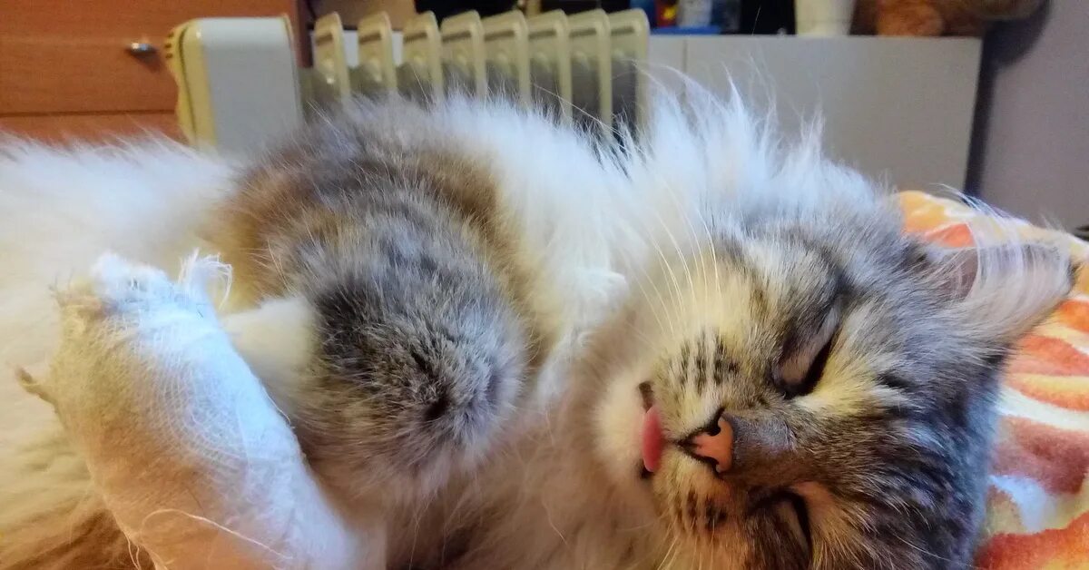 Кошка которая болела. Кошка с больной лапой. лапки котят. кошка заболела. котиков с больными лапками.