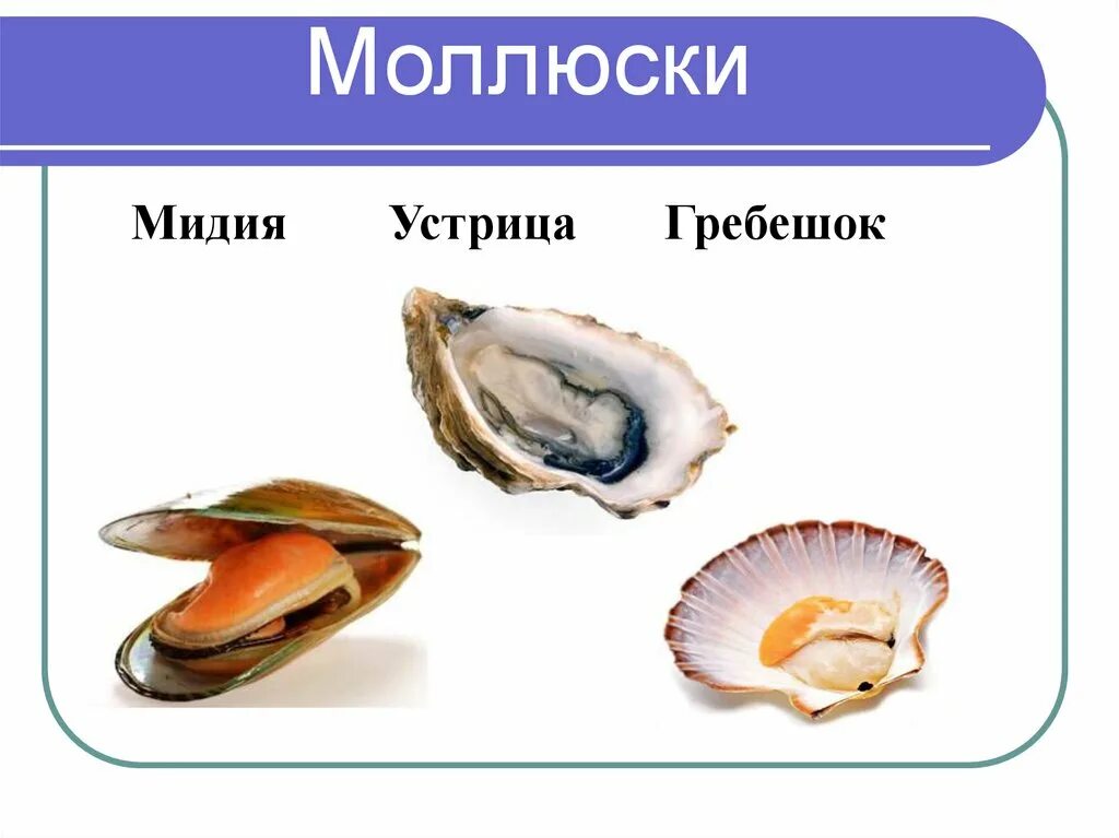 Определите тип развития животных мидия черноморская. Ракушка моллюска двустворчатого. мидии и устрицы. устрица и мидия отличие. устрица моллюск.