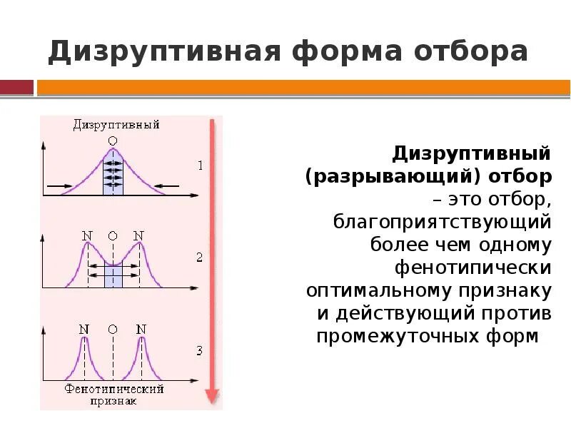 Определение форм отбора. Дизруптивный естественный отбор график. движущий отбор дизруптивный отбор. дизруптивная форма естественного. разрывающая форма отбора.