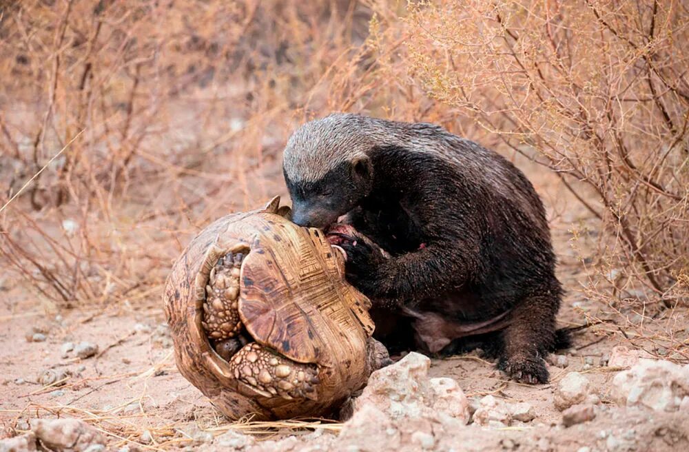 Ёж белогрудый (ёж белобрюхий). Капибара. Бобр обыкновенный (речной) – castor fiber. Западносибирский речной бобр. Красная лесная полевка.