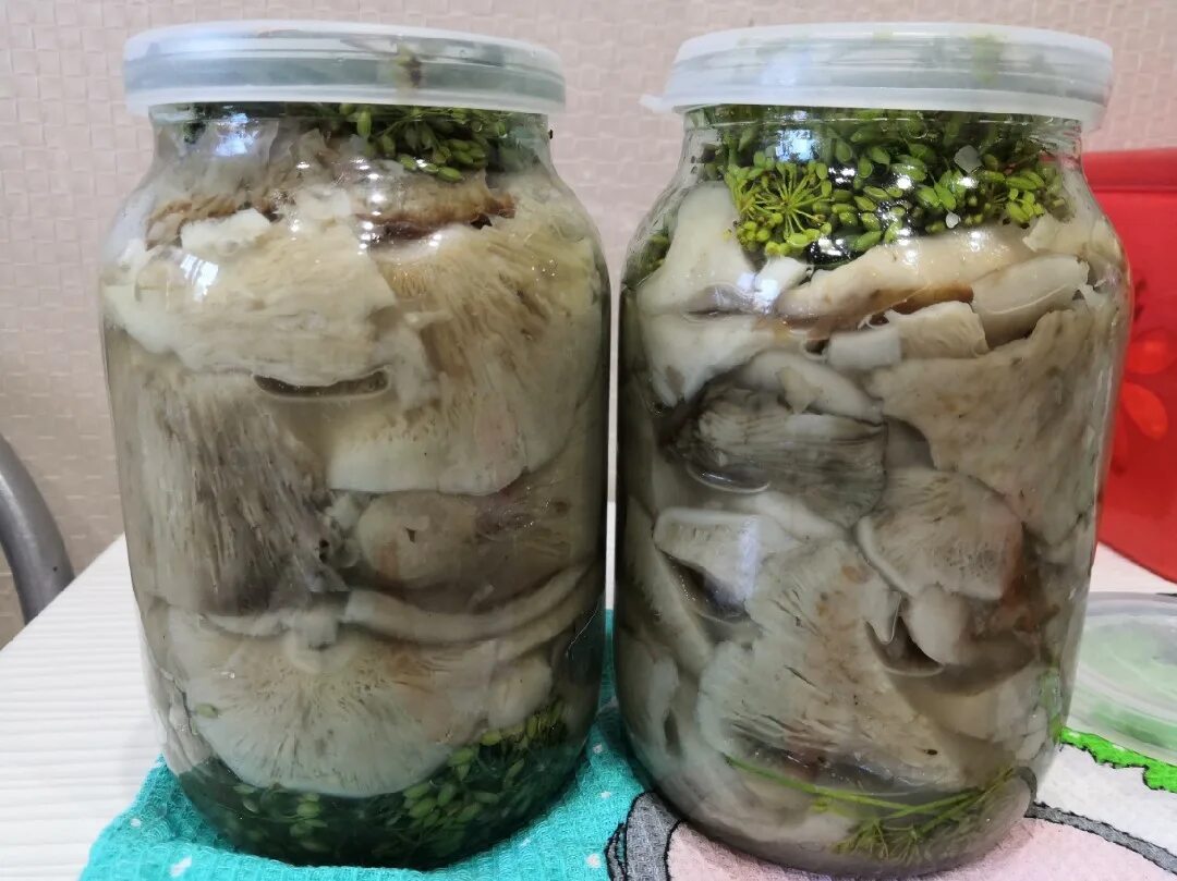 Как отварить грузди для засолки на зиму. Грузди соленые. маринованные грузди позеленели. маринованные резанные грузди. белый груздь засолка.