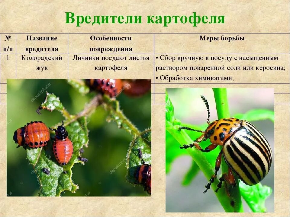 Определите тип развития насекомых 1 колорадский жук. Колорадский жук насекомые. насекомые вредители культурных растений таблица. насекомые вредители колорадский жук. вредители овощных культур и меры борьбы.