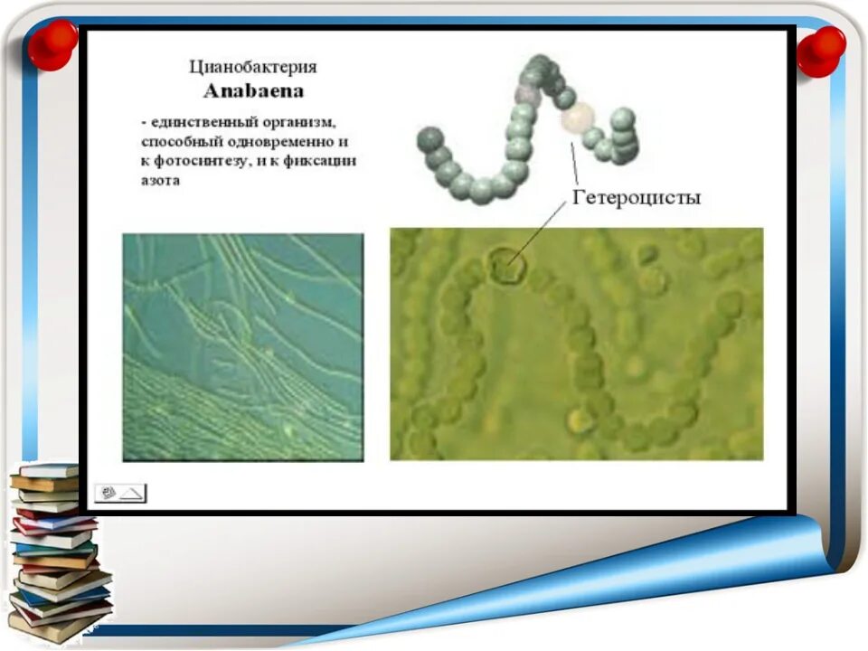 Цианобактерии царство. Прокариотические цианобактерии. Функциональная группа цианобактерий. Цианобактерии это паразиты. Бактерии и сине-зеленые водоросли.