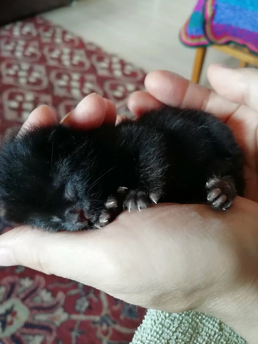 Как ухаживать за котенком 1 месяц. Новорожденные котята. Новорождённые чёрные котята. Черные Новорожденные котята. Маленький черный котенок.