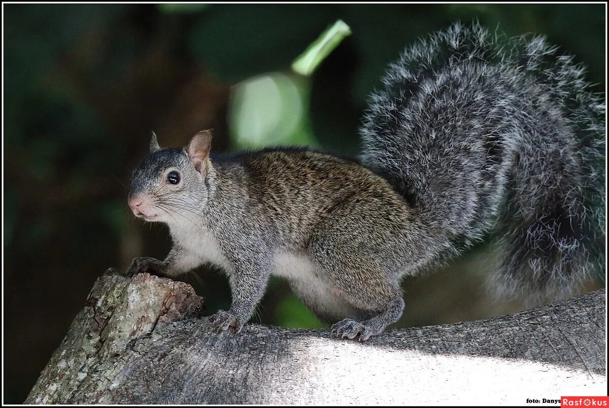 белка семейство грызунов. белка семейство грызунов. каролинская белка. золотистый суслик (spermophilus lateralis). белка семейство грызунов.