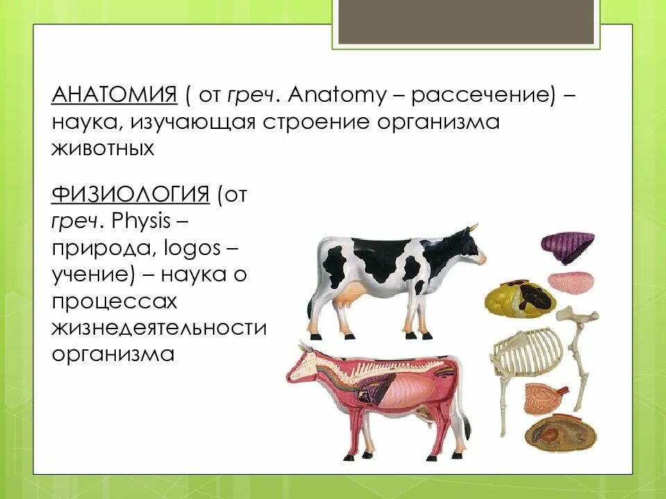 Физиология животных. Анатомия и физиология животных. Анатомия и физиология сельскохозяйственных животных. Изучение анатомии животных.