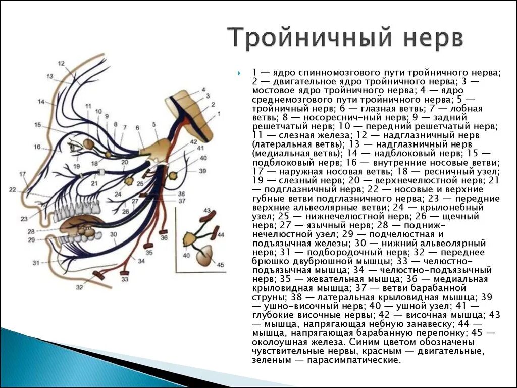 Тройничный нерв тест. Анатомия тройничного нерва неврология. Лицевой и тройничный нерв анатомия. Первый Нейрон тройничного нерва. Тройничный нерв препарат анатомия.