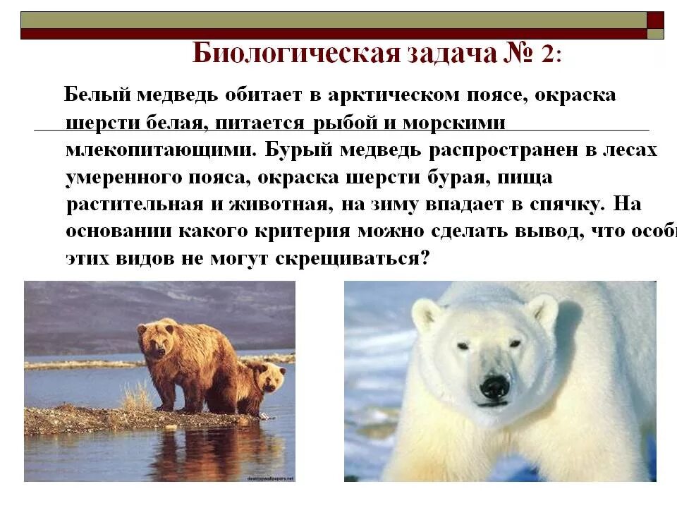 Физиологический бурый медведь. Экологический вид бурого медведя. Экологический критерий белого медведя. Описание белого и бурого медведя.