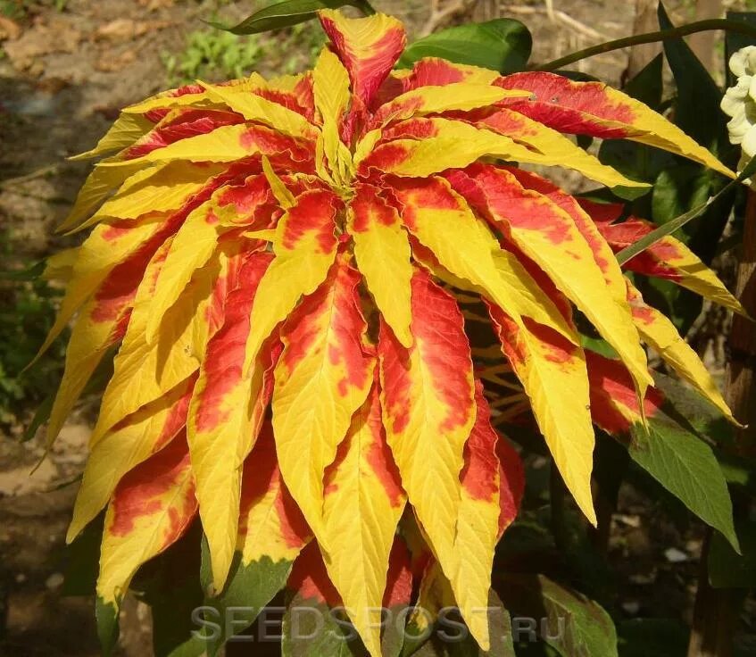 Амарант трехцветный бразильский карнавал. Амарант трехцветный иллюминация. Перфекта цветок. Амарант трехцветный. Амарант трехцветный растение.