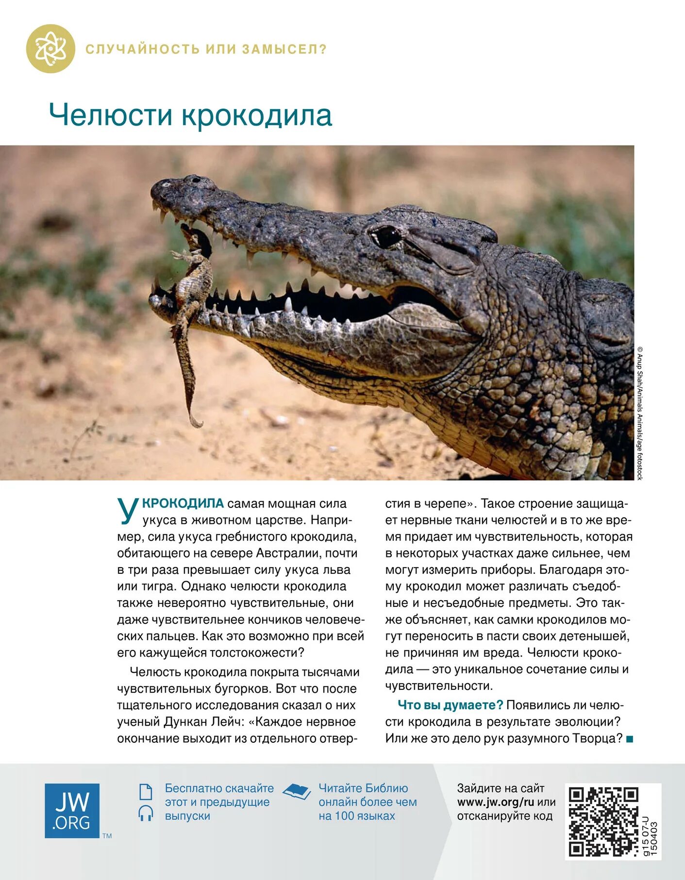 Укус гребнистого крокодила в кг. Сколько кг крокодил ?. Максимальный вес крокодила. Крокодил сколько килограмм. Гребнистый крокодил длина.