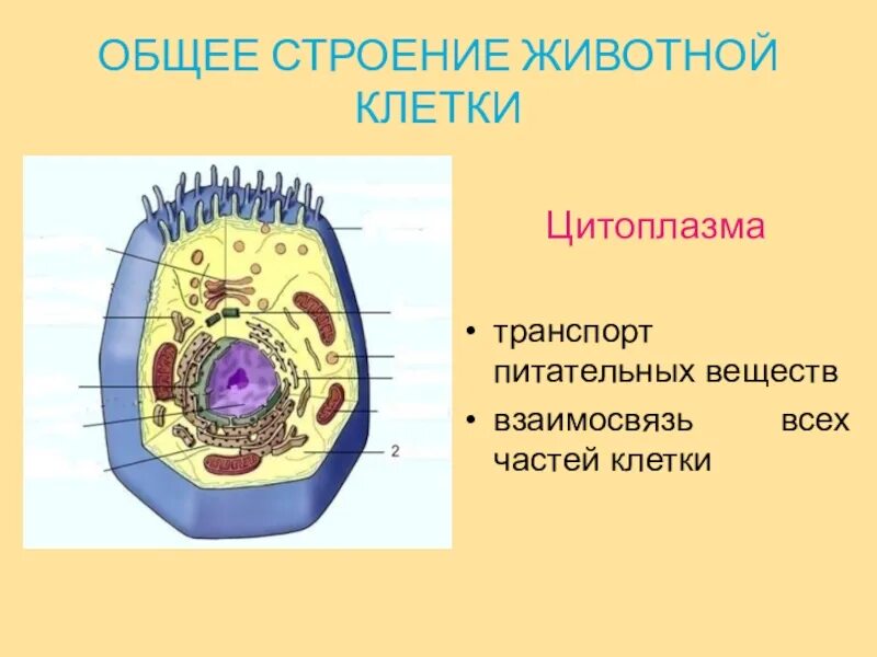 Какой основной компонент содержится в цитоплазме. Цитоплазма животной клетки. Клеточная структура цитоплазмы. Строение животной цитоплазма. Строение цитоплазмы растительной клетки.