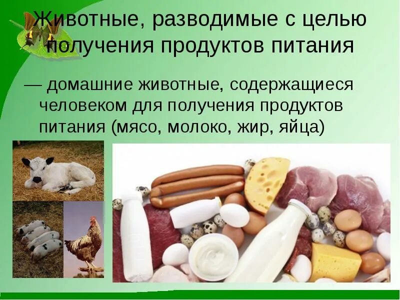 Какой труд животных. Важность домашних животных. важность домашних животных в жизни человека. роль домашних животных в природе. роль домашних животных в жизни человека.