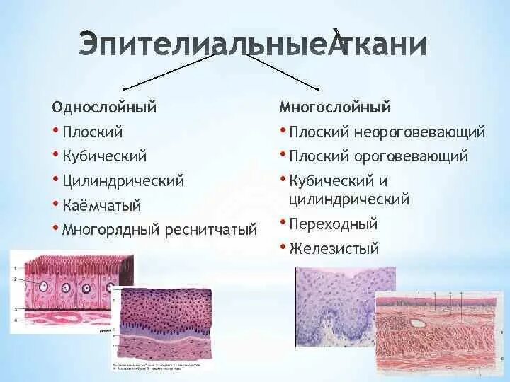 Эпителиальные ткани состоят из клеток. Ороговевающий эпителий строение. Эпителиальная ткань многорядный. Однослойный, многослойный цилиндрический эпителий. Однослойный плоский эпителий строение.