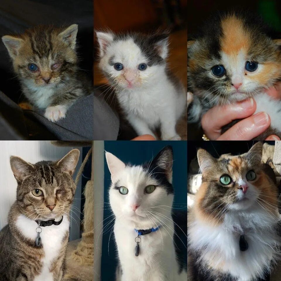 Котята до и после. Кошки до и после приюта. Коты до и после взросления. Взросление котят.