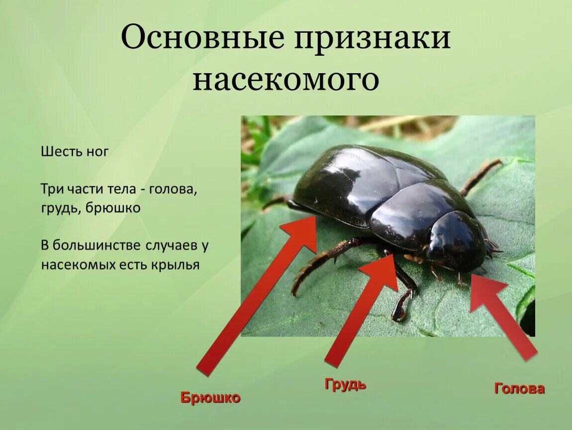 Назовите основные отличительные. Насекомые Общие признаки насекомых. Отличительные признаки насекомых 2 класс. Основной признак насекомых. Главный отличительный признак насекомых.