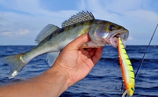 Fang Deinen Zander! Zander angeln, Angeln, Fische angeln