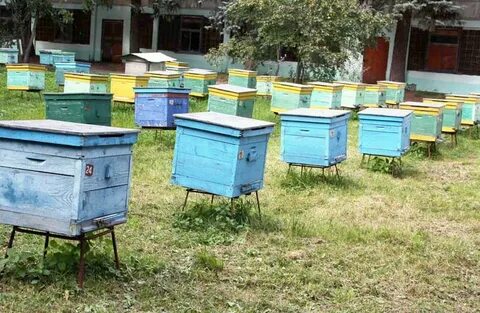 Рыбное пчеловодство