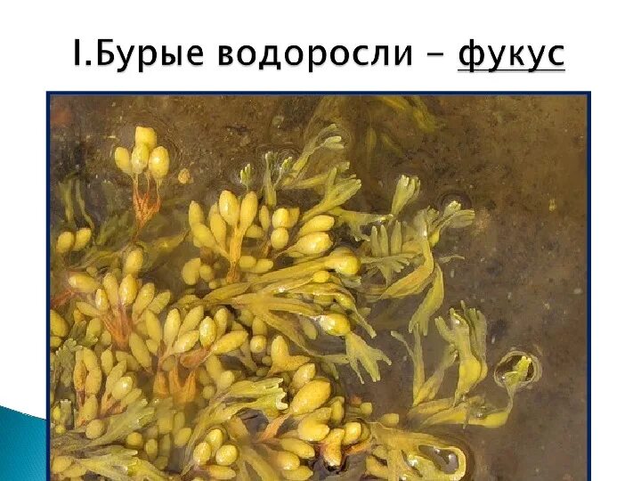 Бурые водоросли фукус. Фукус пузырчатый белое море. Водоросли бурые фукус белого моря. Фукус пузырчатый водоросль.