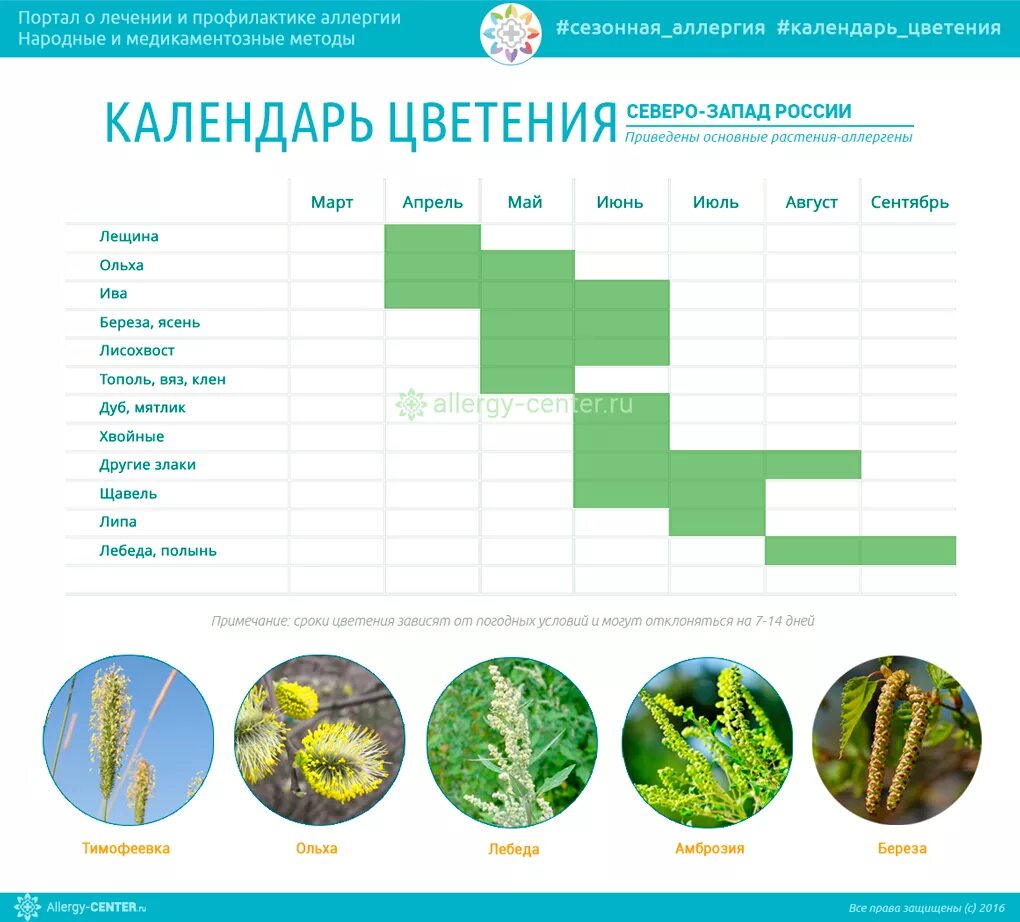 Календарь цветения для аллергиков средняя полоса России. Календарь цветения для аллергиков 2021 в Москве. Календарь цветения растений средней полосы России. Календарь аллергика цветения растений-аллергенов. Календарь цветения для аллергиков 2024