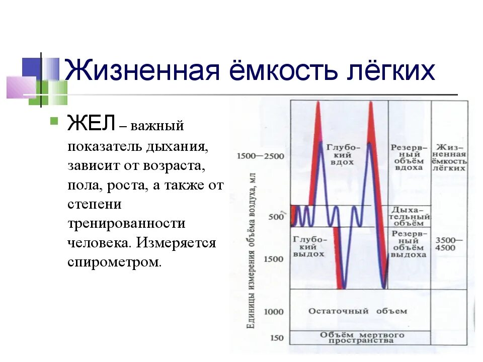 Емкость легких спортсменов. Жизненная емкость легких объемы ее составляющие. Жизненная ёмкость лёгких (жёл).  Жизненная емкость легких (жел) показатели. Жизненная емкость легких в 20 лет норма.