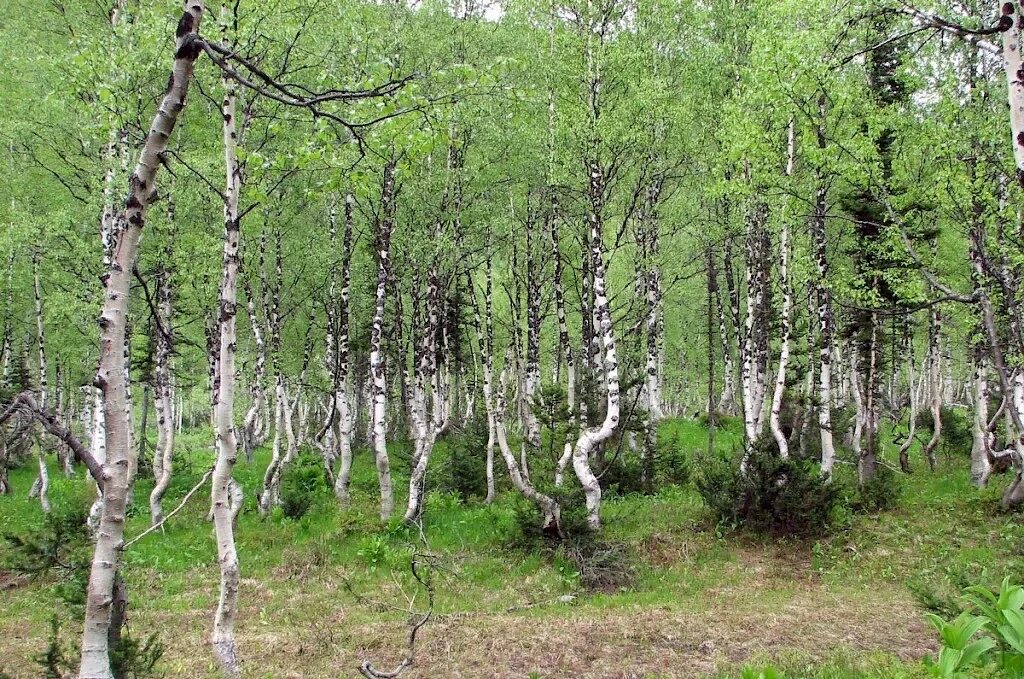 Алтайская березка. Боровое роща танцующих берез. Боровое Казахстан роща танцующих берез. Танцующая Березовая роща Боровое. Роща танцующих берез в Боровом.