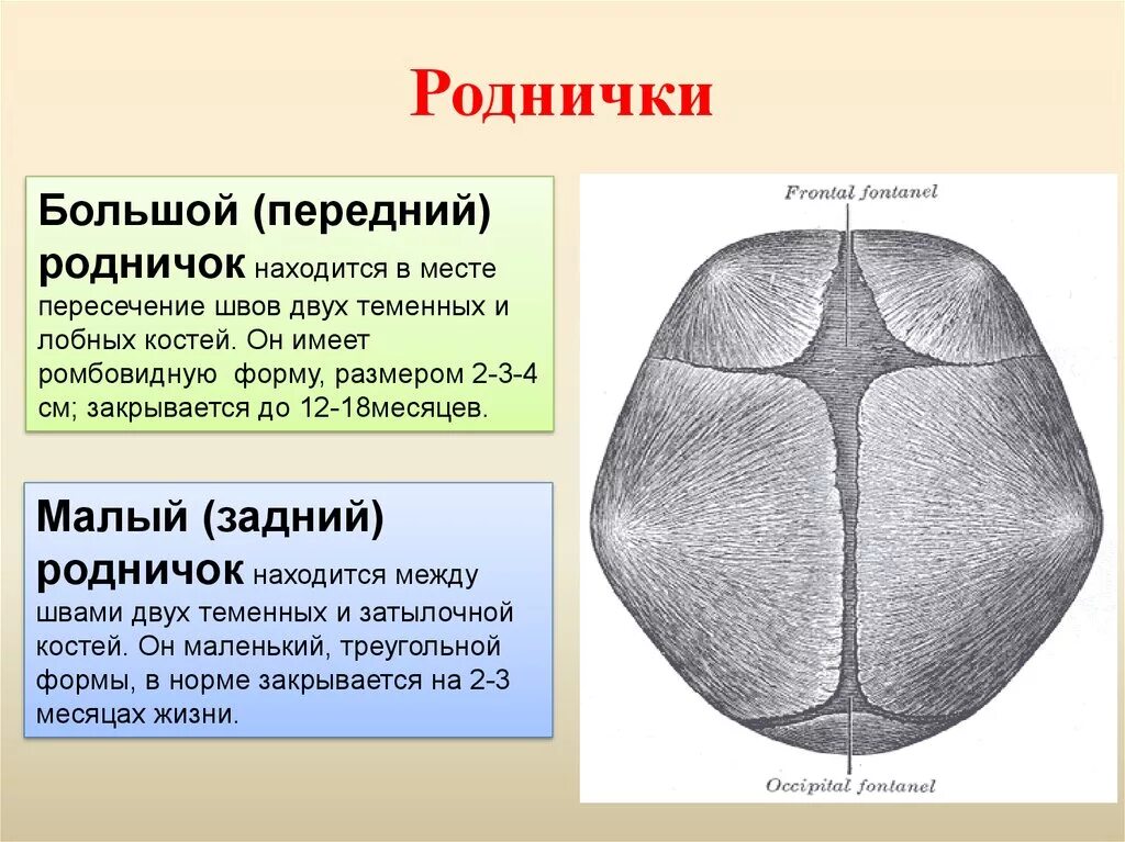 Размер родничка. Роднички черепа новорожденного таблица. Родничок у новорожденных Размеры. Форма большого родничка у новорожденного. Большой Родничок у ребенка в 1 норма.