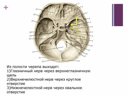 Выходит из черепной