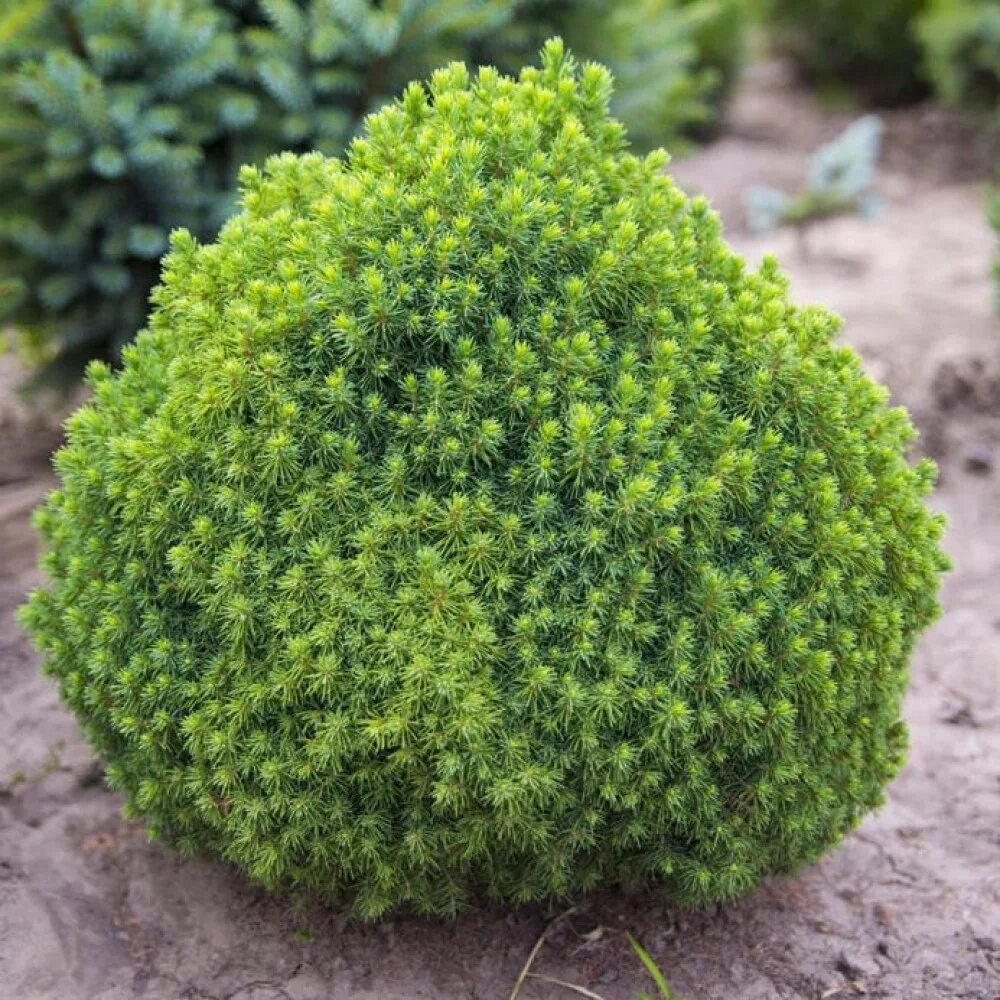 Хвойные декоративные растения для сада купить. Ель сизая (Picea glauca) “Alberta Globe”.
