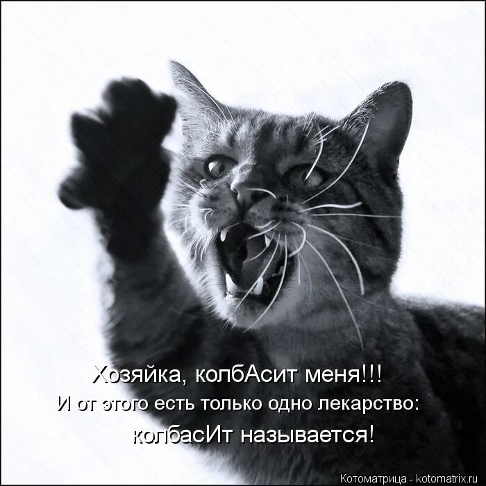 Колбасит это. Меня колбасит. котоматрица колбасит. колбасит картинки. меня колбасит картинки.