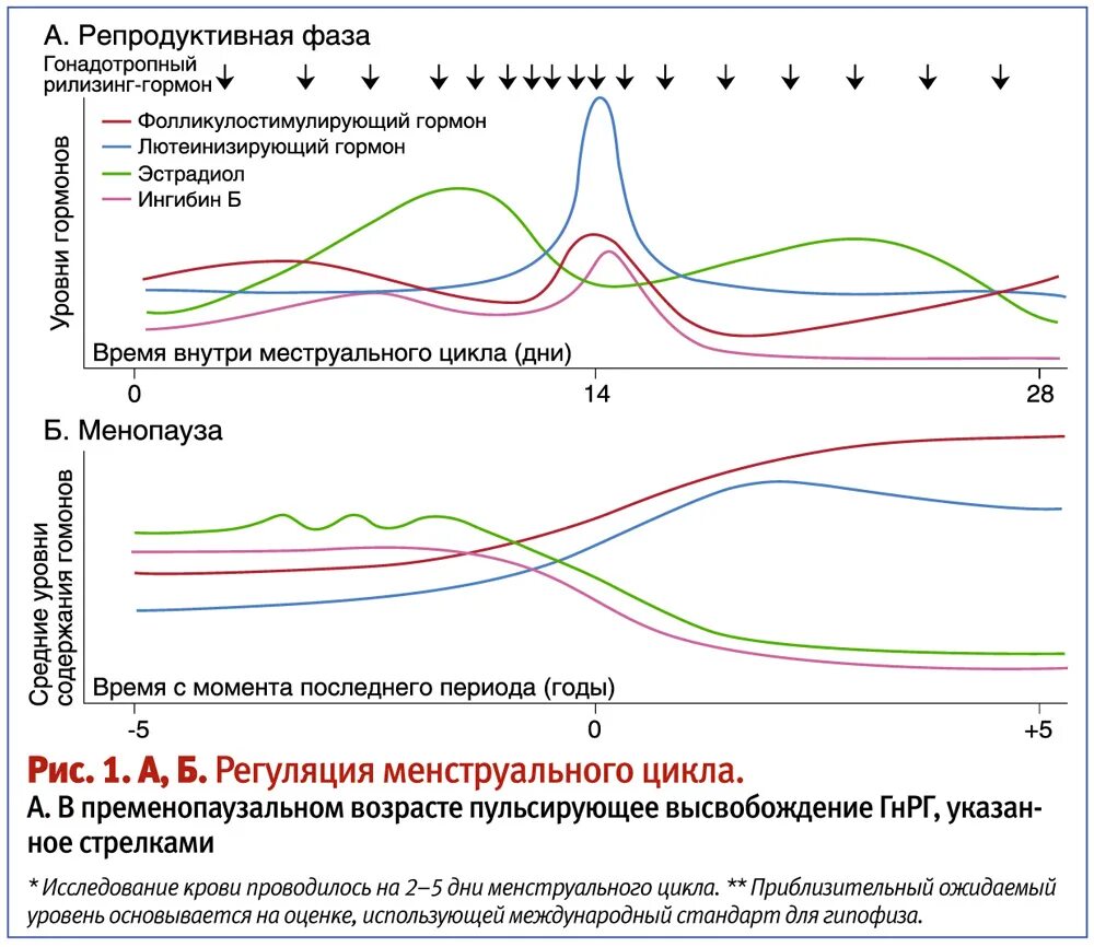 Гормоны после менопаузы