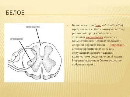 Форма серого вещества