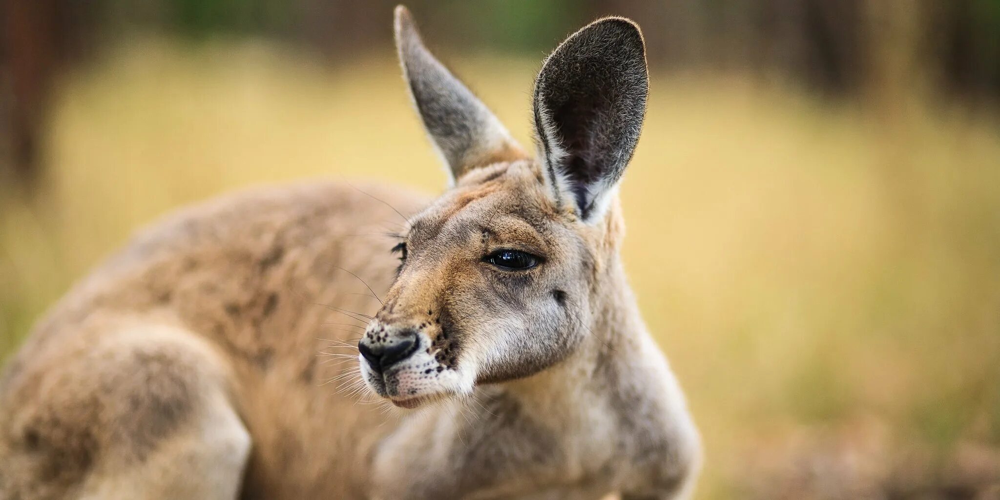 Какое животное слышит. Уши кенгуру. Голова кенгуру. Длинноухий кенгуру. Кенгуру анфас.