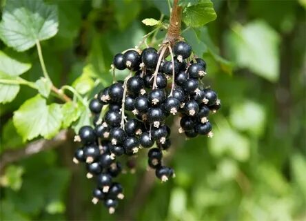Почему смородина не плодоносит