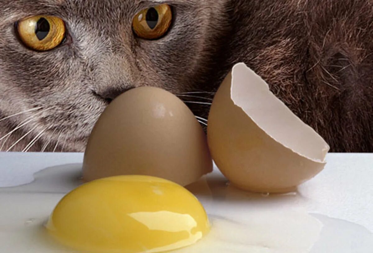Яйца кота. Котик с яйцами. Кот и Пасха. Животные без яиц