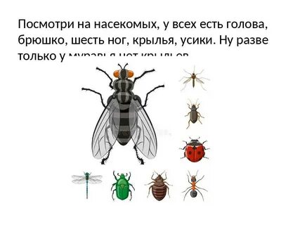 Шесть ног три