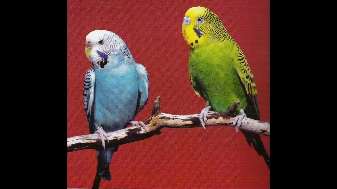 Неразлучник и волнистый попугай. Попугай аратинга. Розелла попугай. Синелицый амазон попугай. Попугай солнечный аратинга.