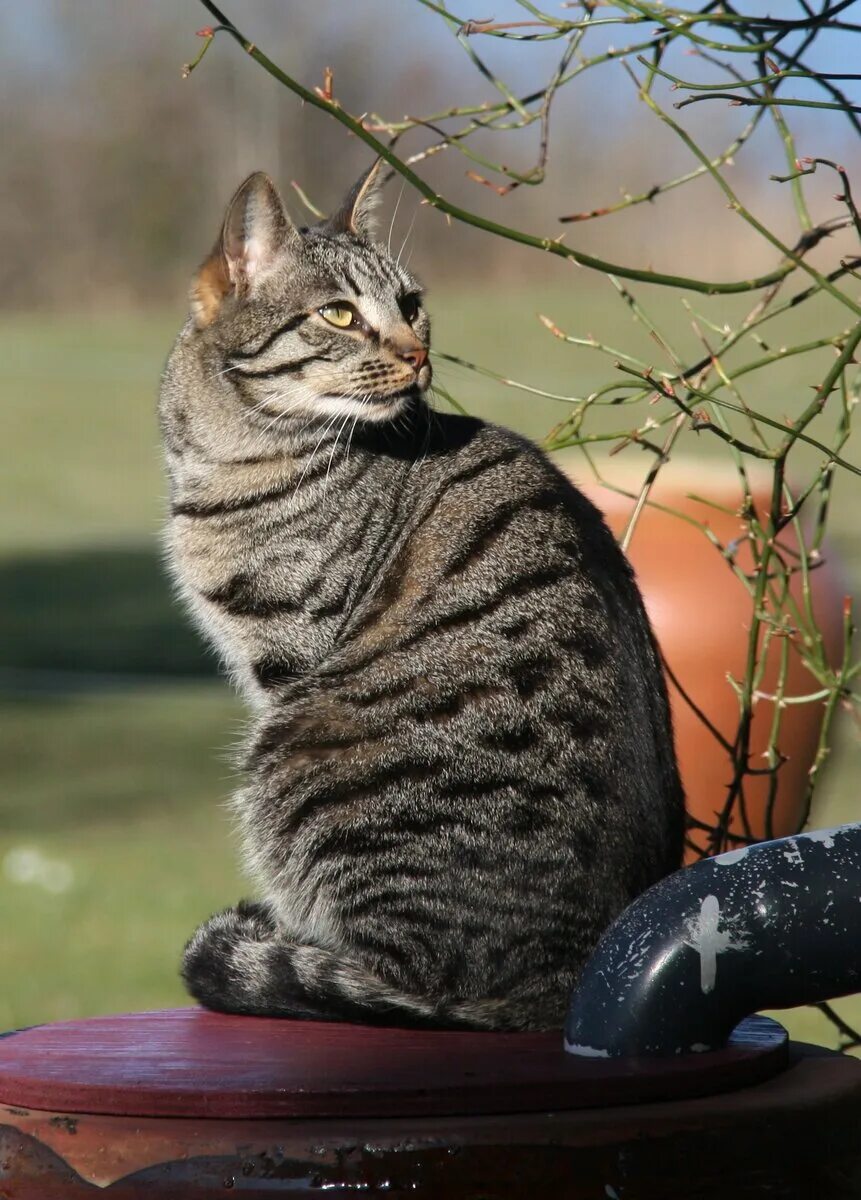 Британская короткошерстная кошка: покупка котенка (фото), сколько стоит цена бри