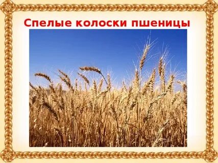 Как выращивают хлеб для дошкольников