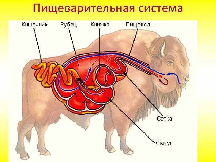 Пищеварительная система млекопитающих. Пищеварительная система млекопитающих 8 класс. Строение пищеварительной системы жвачных млекопитающих. Пищеварительная система млекопитающих 7 класс биология.