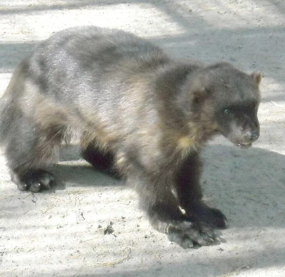 Росомаха уральская. Росомаха северной америки. Домашние росомахи. Росомаха чукотка. Восточносибирская росомаха.