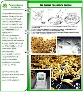 Комфортные условия для прорастания семян перца