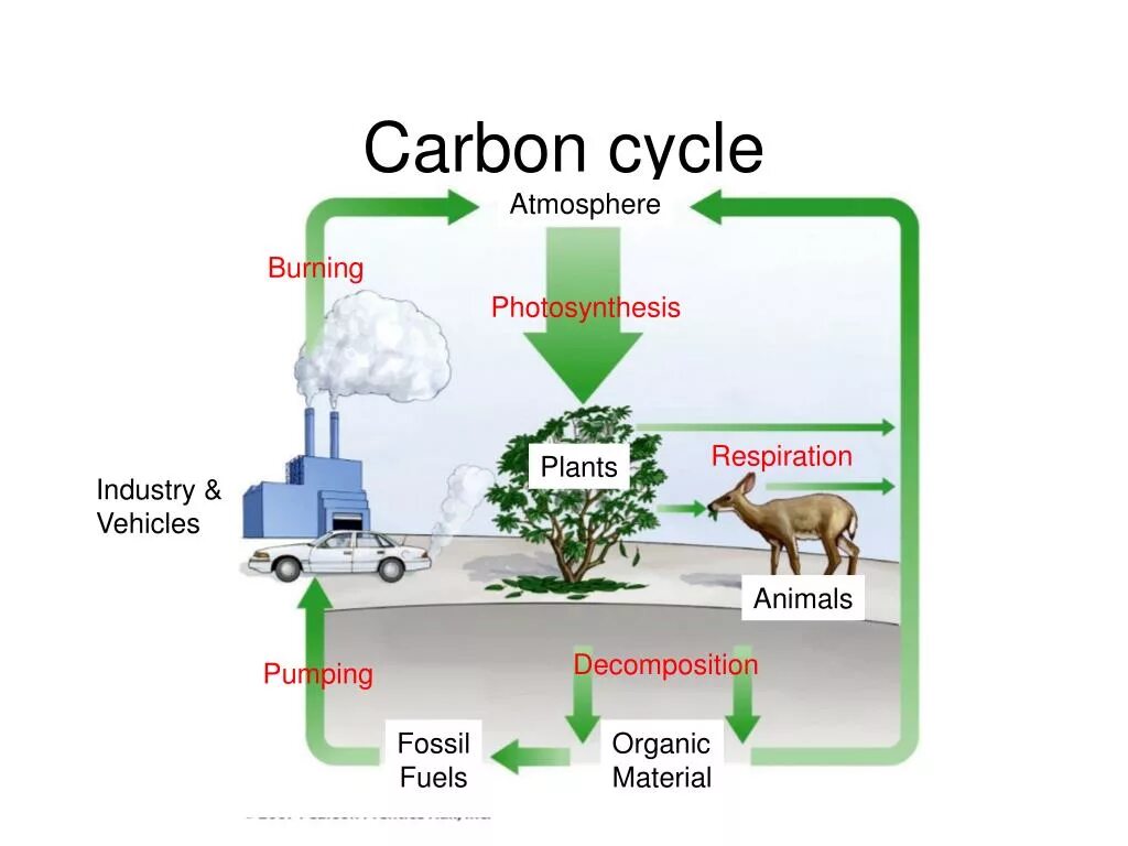 Carbon Cycle. Carbon Cycle in nature. Organic Carbon Cycle. Carbon and nitrogen Cycles.